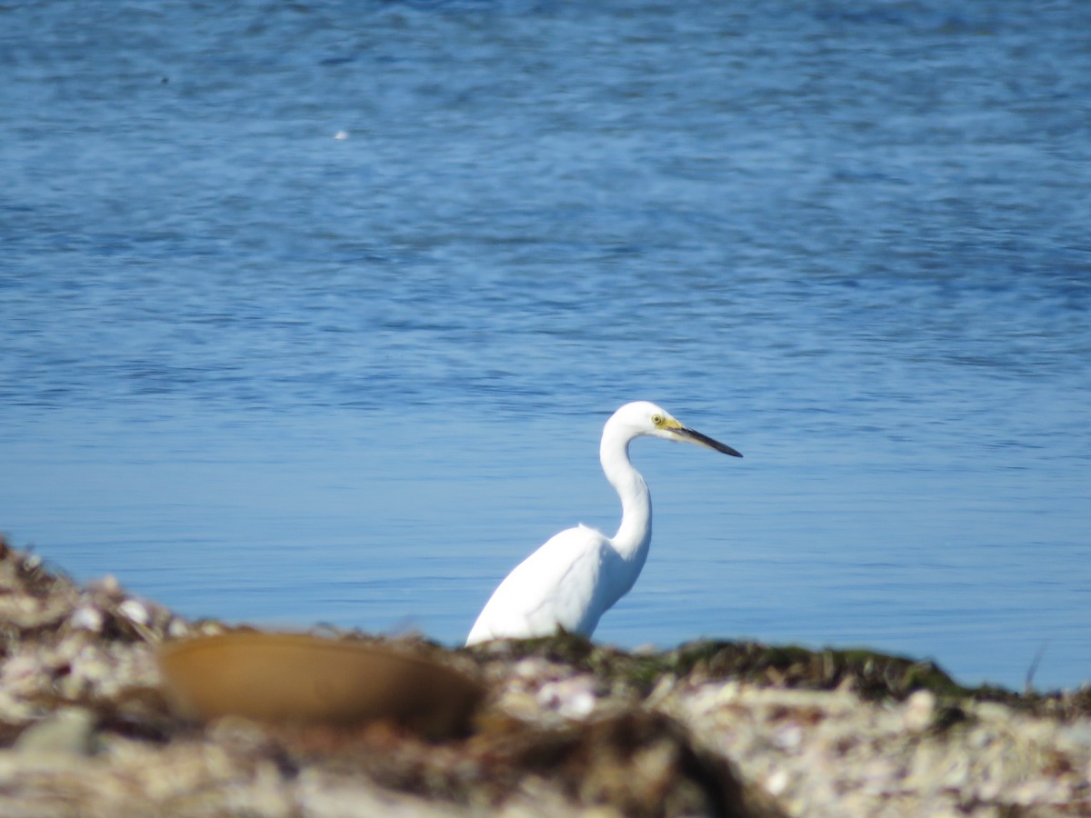 Snowy Egret - ML642992599