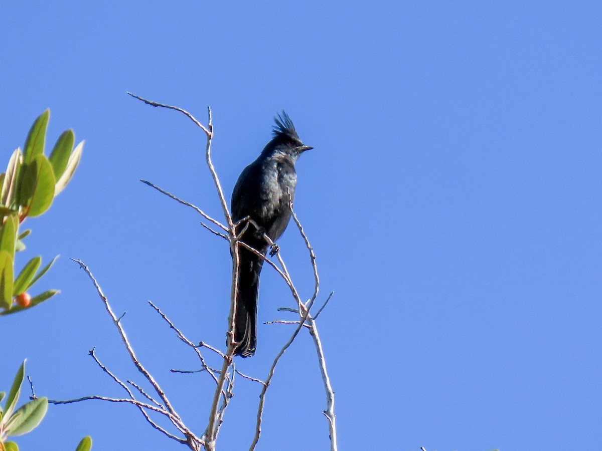 Phainopepla - ML642992606