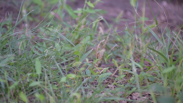 Rufous-crowned Sparrow - ML642992612