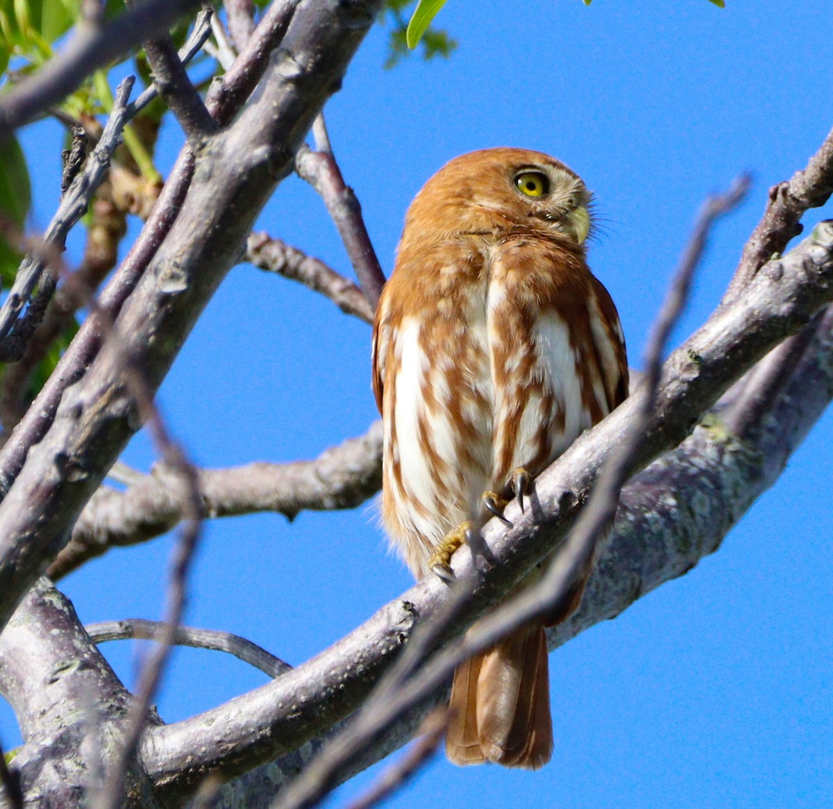 Ferruginous Pygmy-Owl - ML642992616