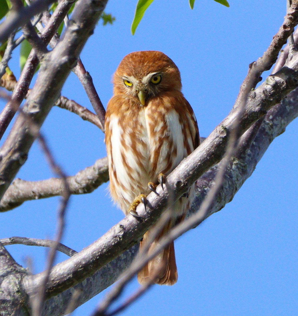 Ferruginous Pygmy-Owl - ML642992617