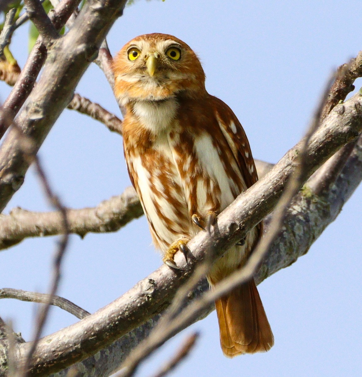Ferruginous Pygmy-Owl - ML642992619