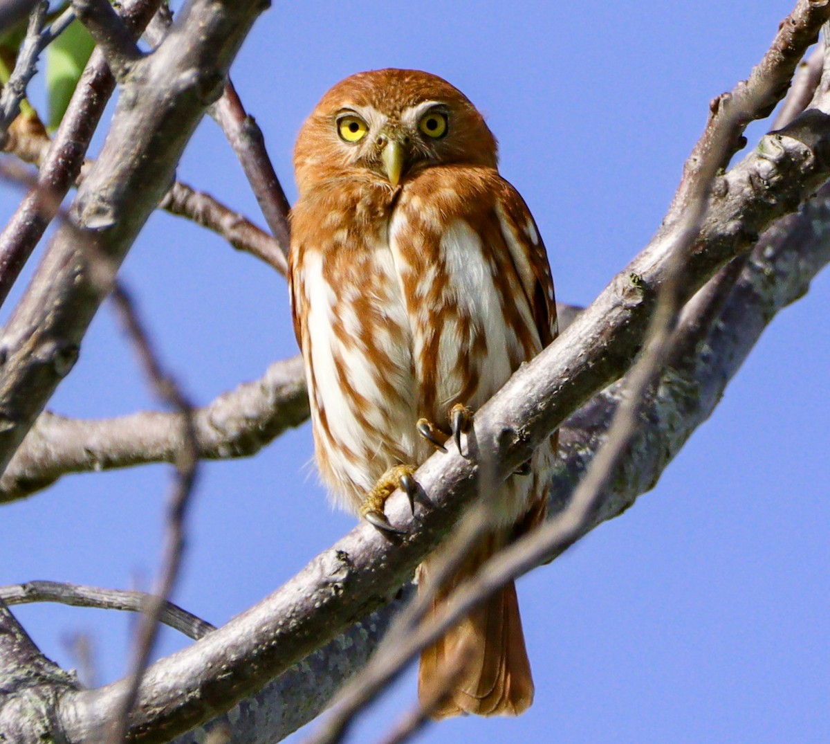 Ferruginous Pygmy-Owl - ML642992620