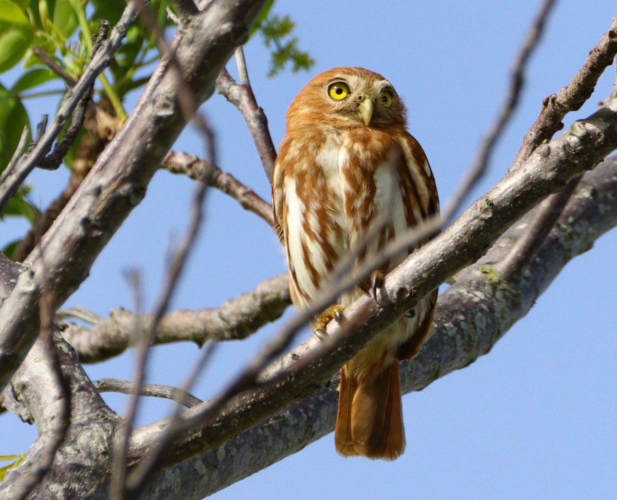 Ferruginous Pygmy-Owl - ML642992621