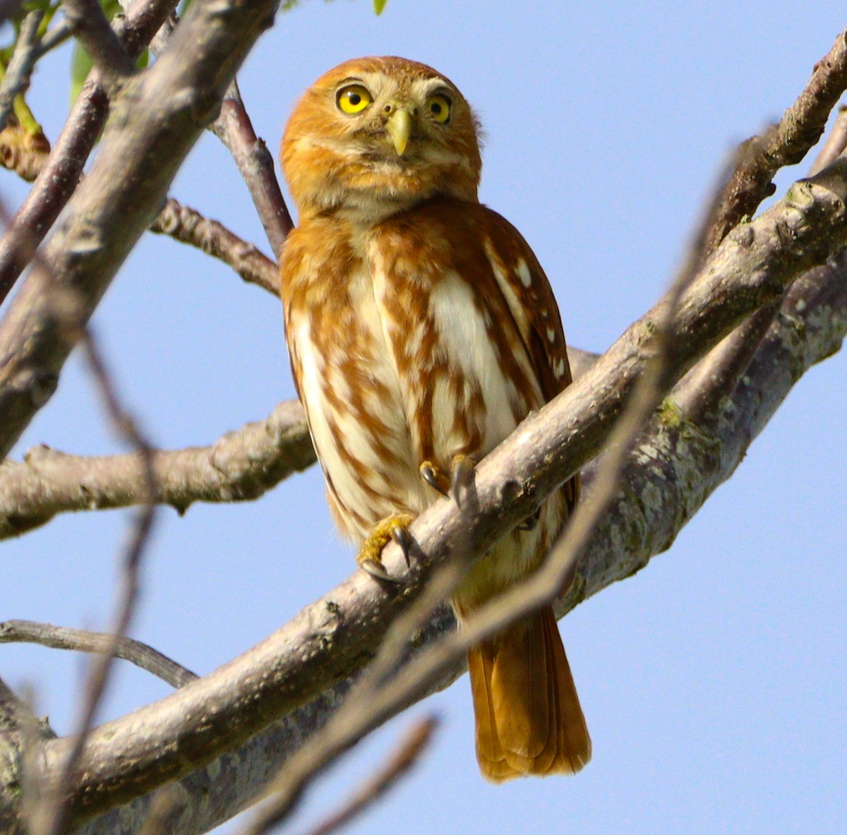 Ferruginous Pygmy-Owl - ML642992622