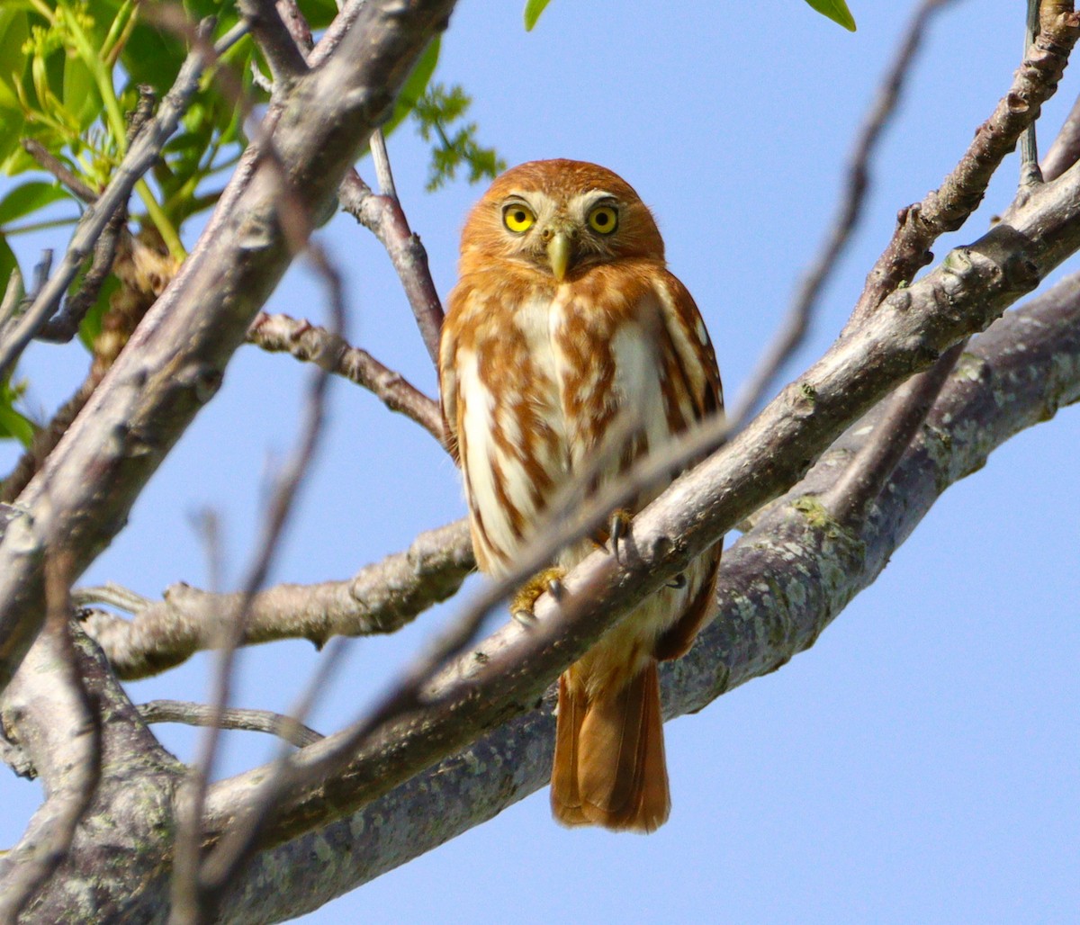 Ferruginous Pygmy-Owl - ML642992623