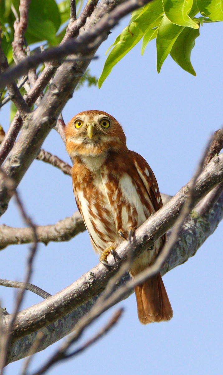Ferruginous Pygmy-Owl - ML642992624