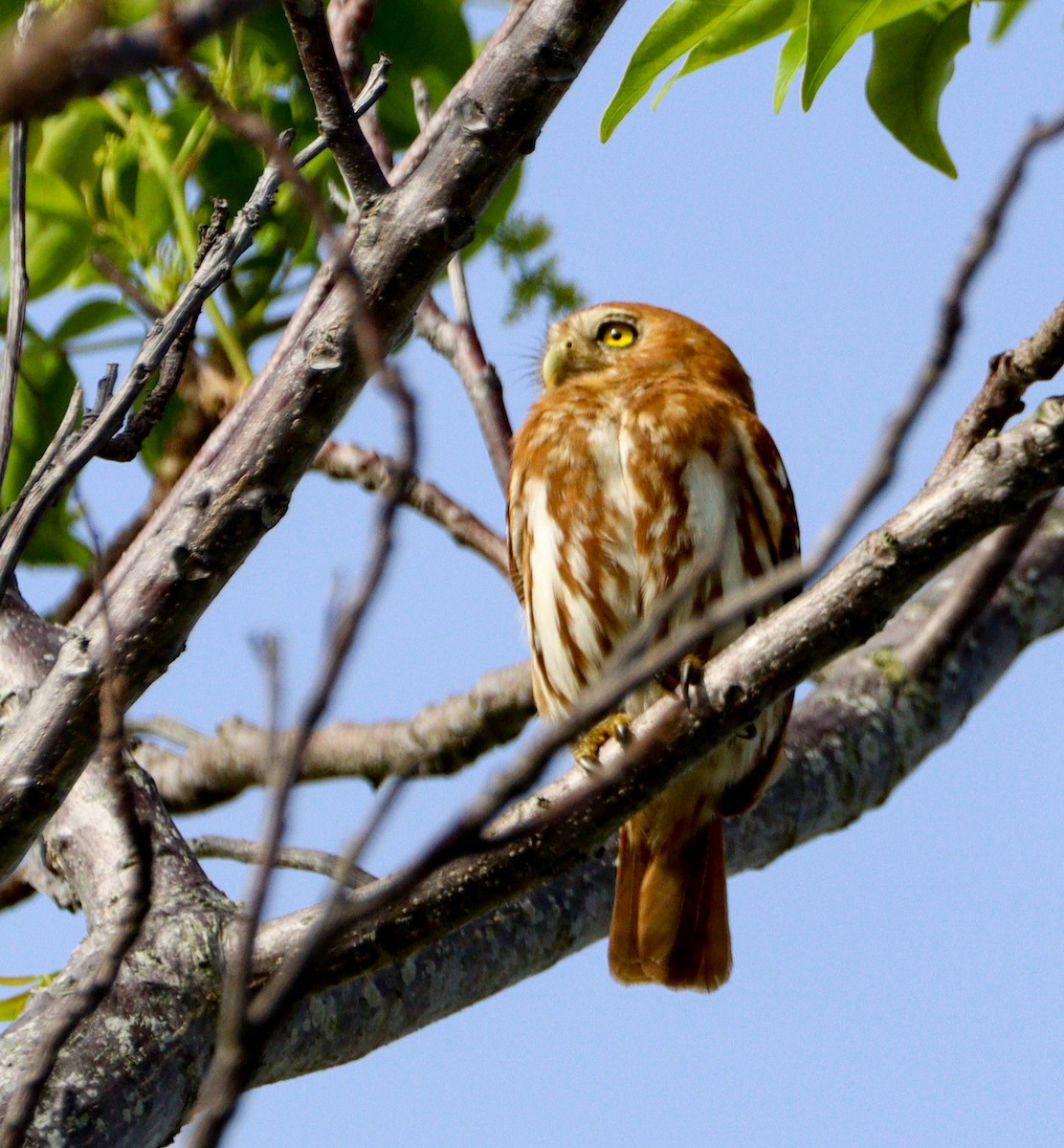 Ferruginous Pygmy-Owl - ML642992625