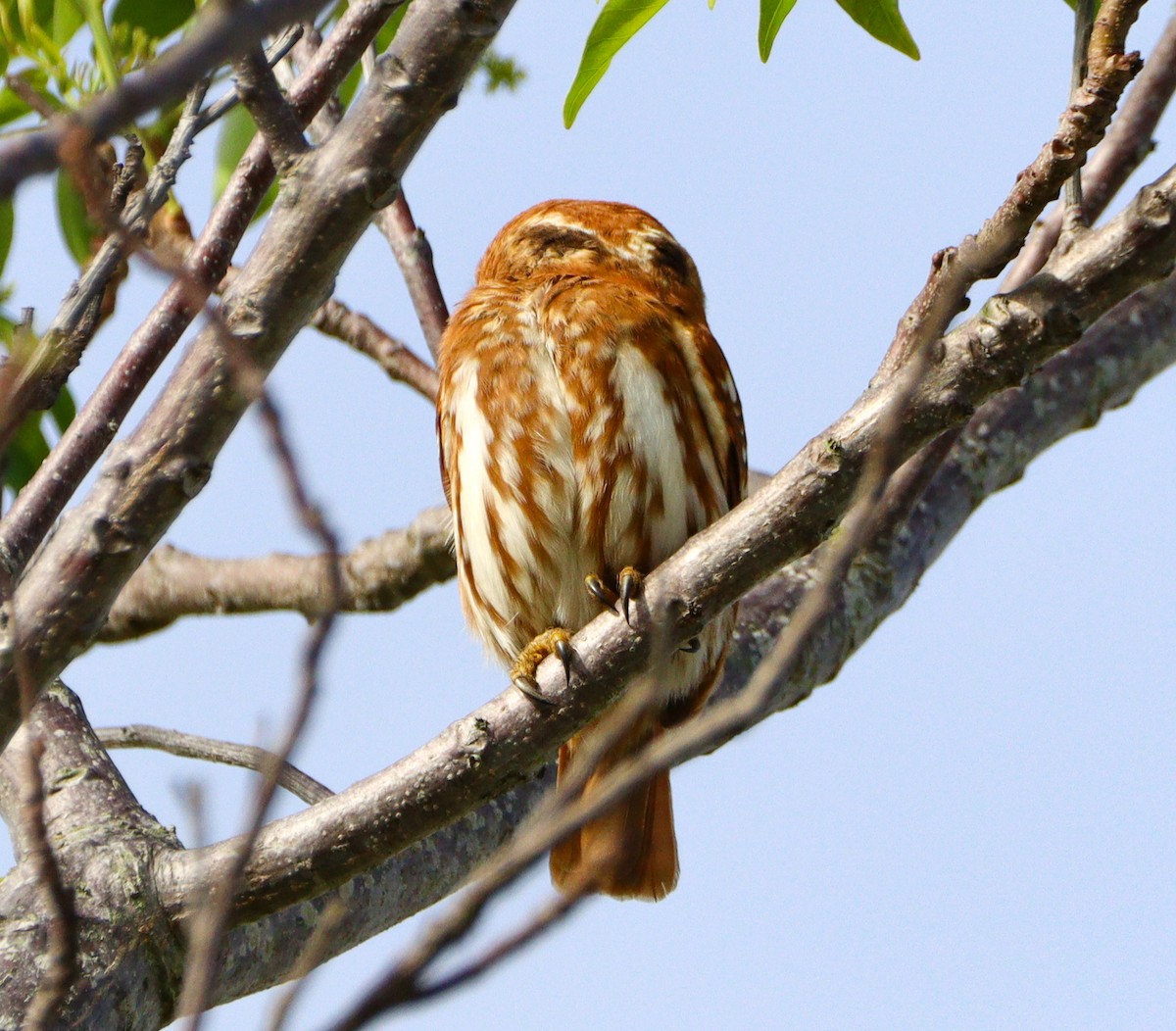 Ferruginous Pygmy-Owl - ML642992626
