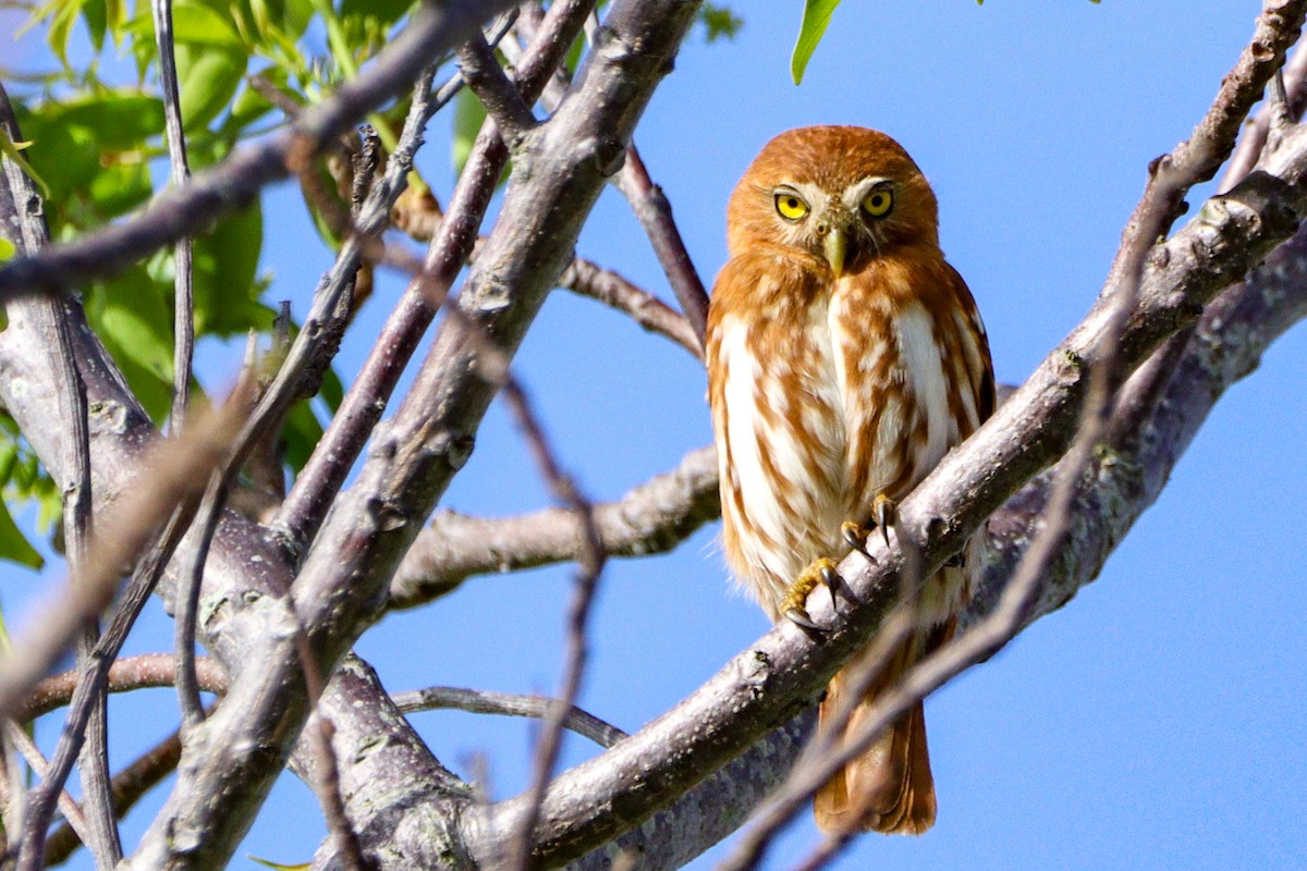 Ferruginous Pygmy-Owl - ML642992627