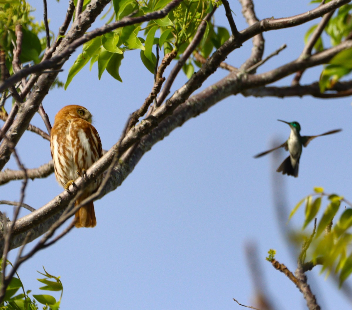 Ferruginous Pygmy-Owl - ML642992628