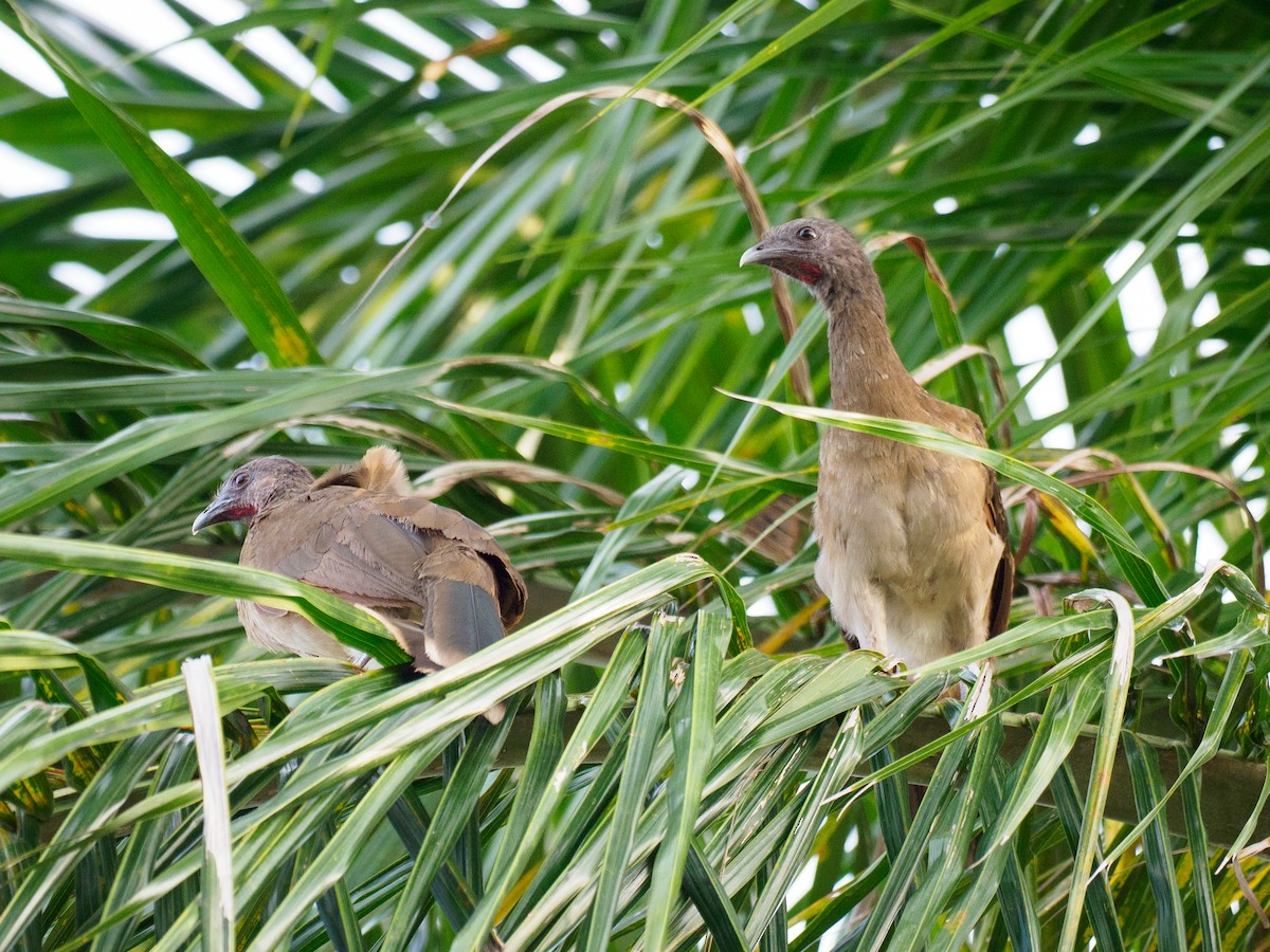 Gray-headed Chachalaca - ML642992629