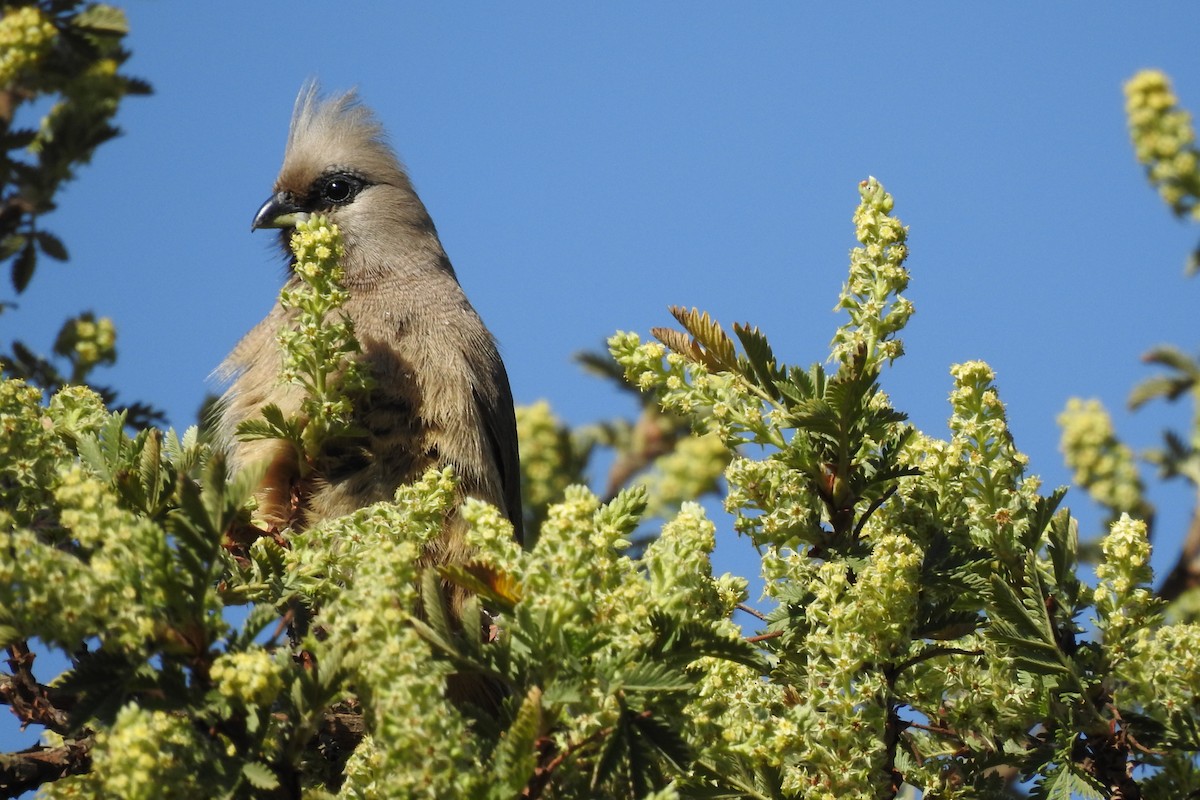 Speckled Mousebird - ML642992633