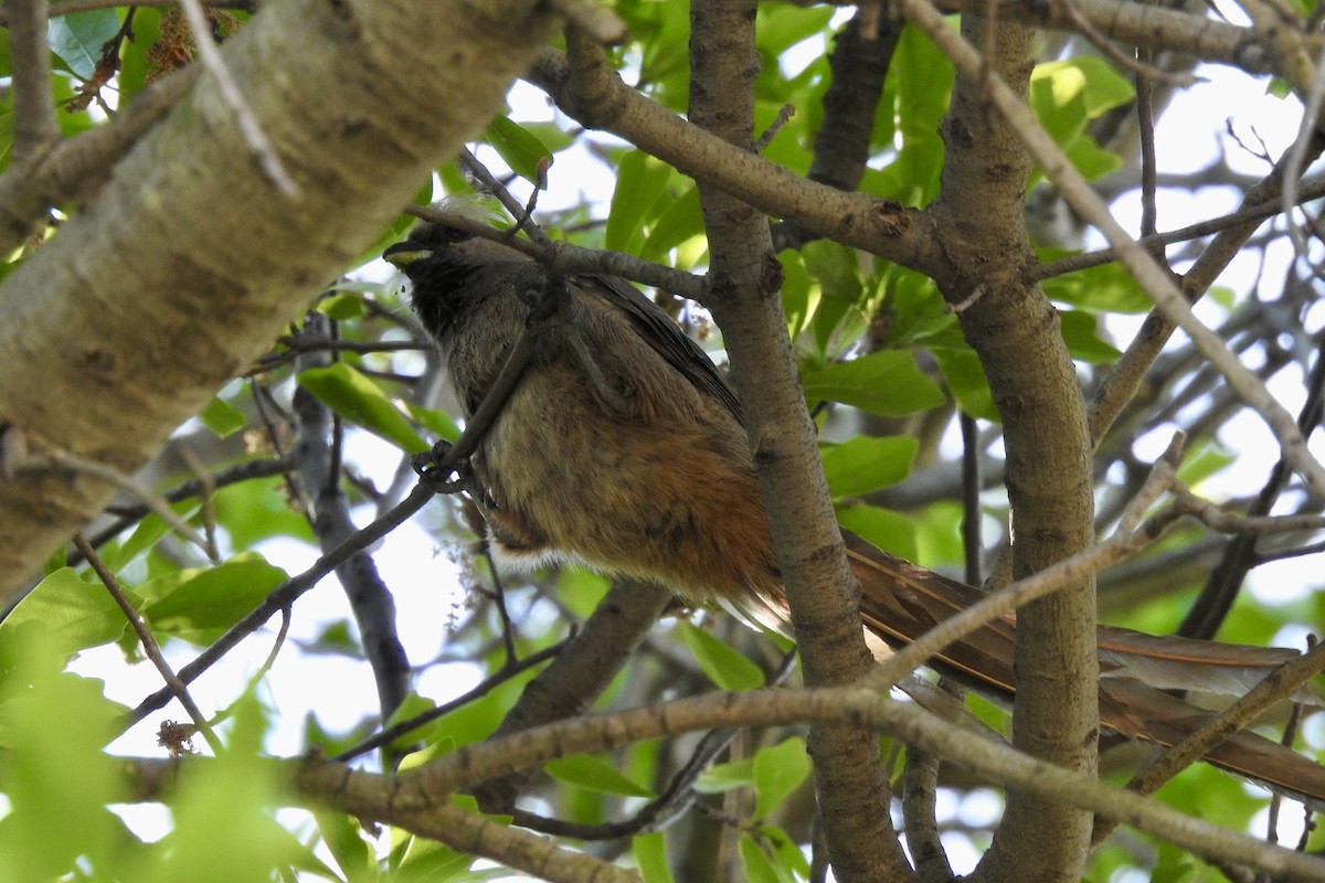 Speckled Mousebird - ML642992634