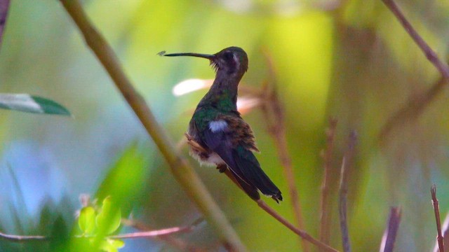 Broad-billed Hummingbird - ML642992645
