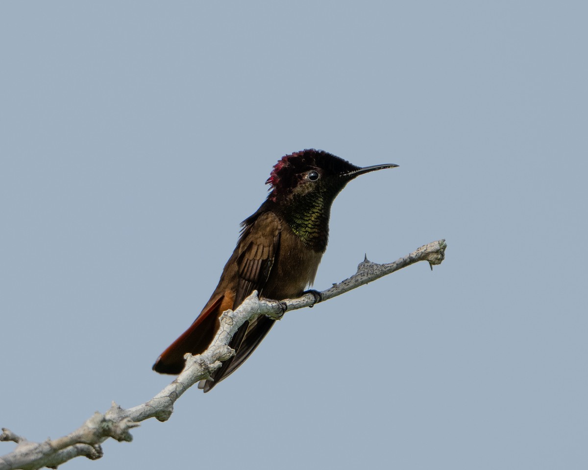 Ruby-topaz Hummingbird - ML642992647