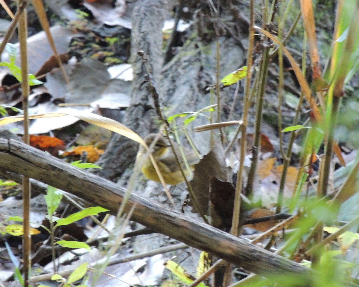 Palm Warbler - ML642992650
