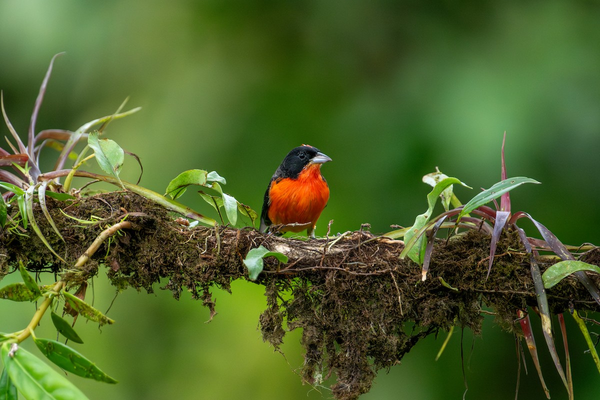 Crimson-breasted Finch - ML642992655