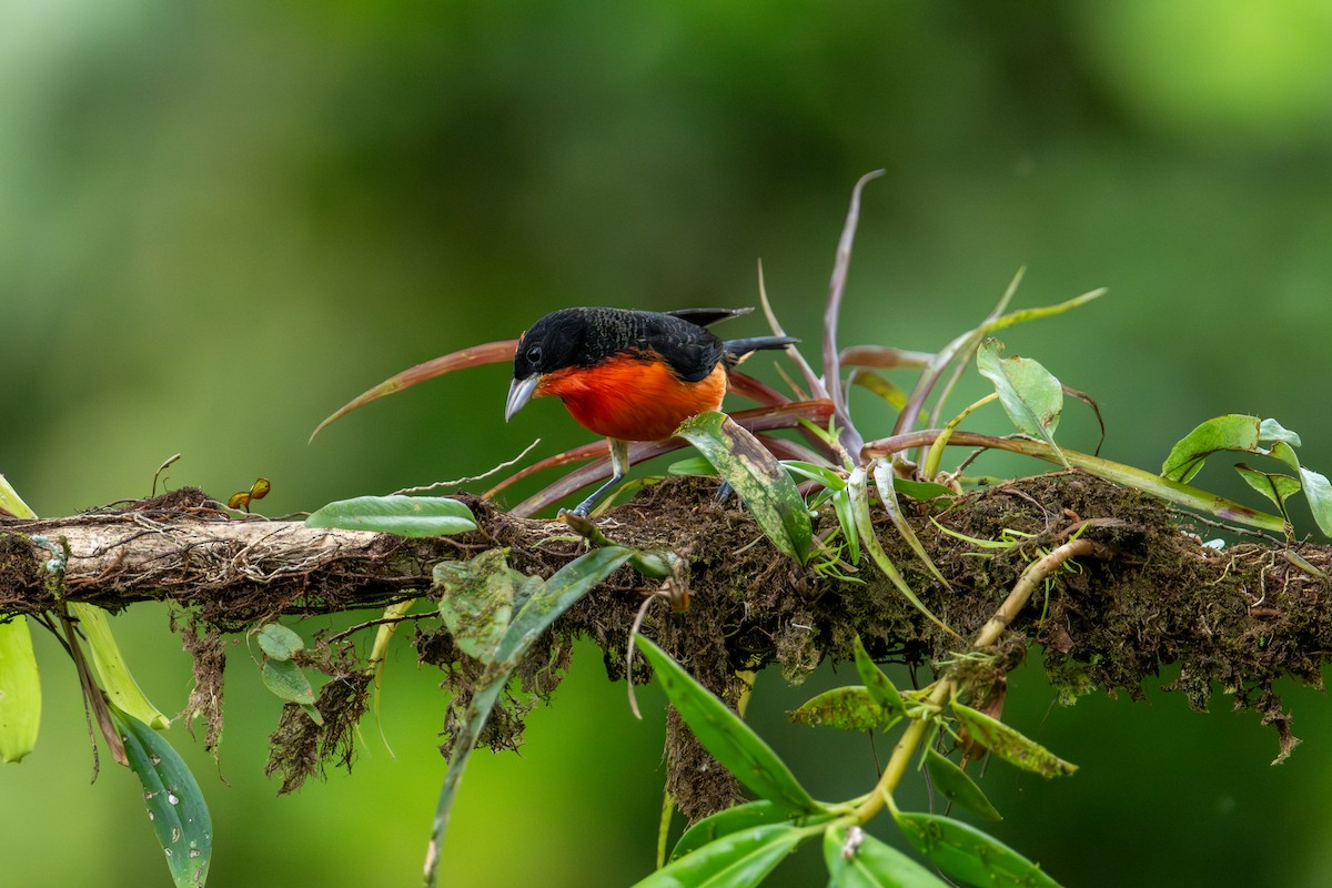 Crimson-breasted Finch - ML642992656