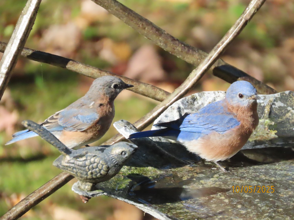 Eastern Bluebird - ML642992665