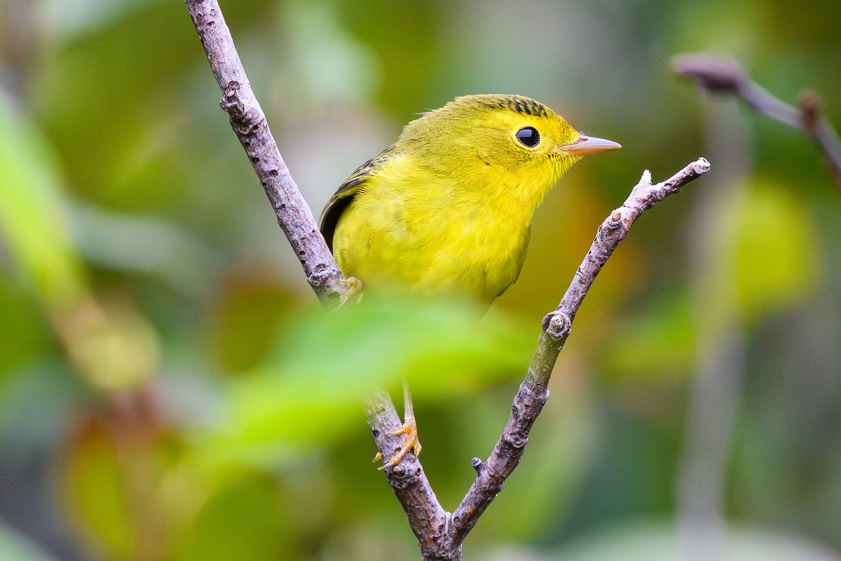 Wilson's Warbler - ML642992669