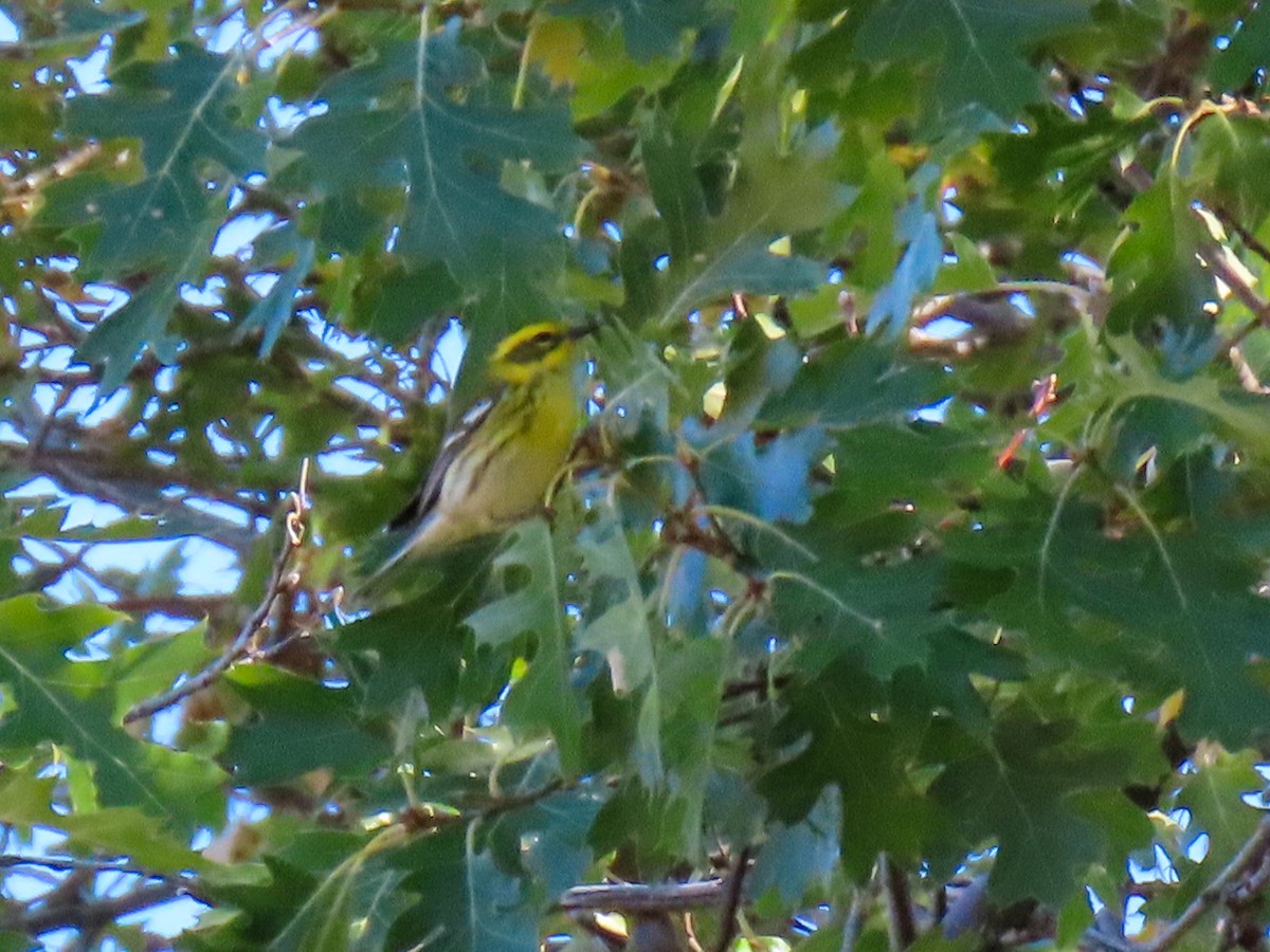 Townsend's Warbler - ML642992671