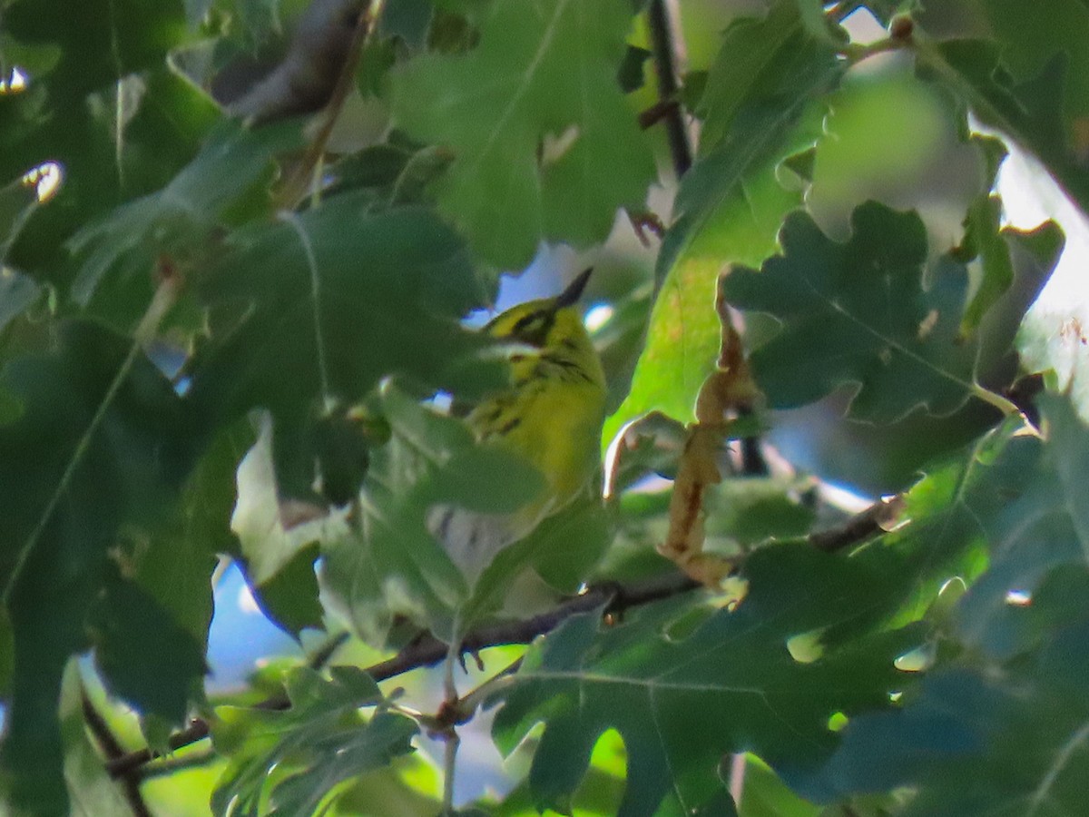 Townsend's Warbler - ML642992672