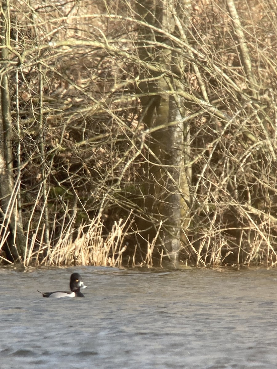 Ring-necked Duck - ML642992673