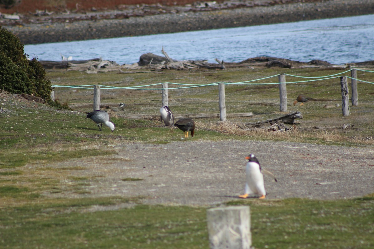 Upland Goose - ML642992675