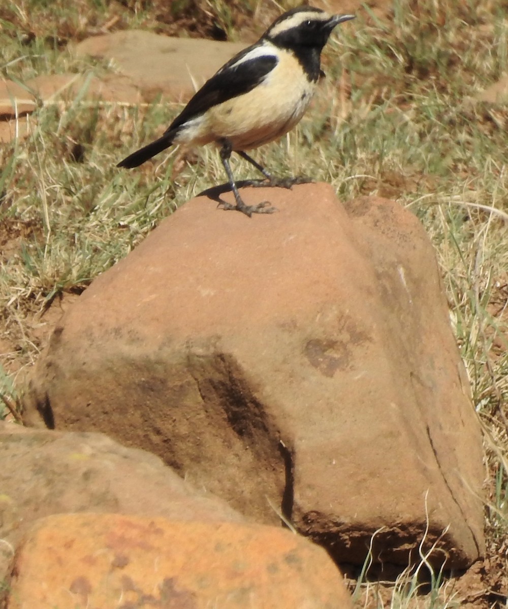 Buff-streaked Chat - ML642992676