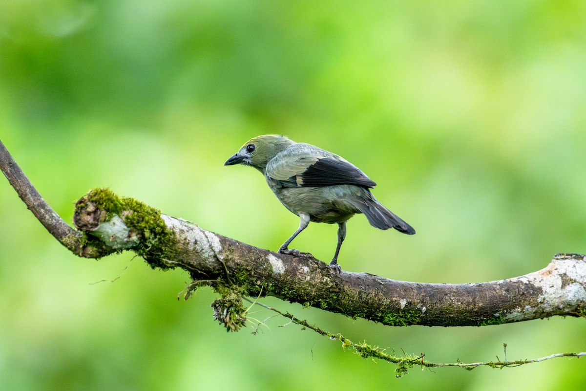 Palm Tanager - ML642992677