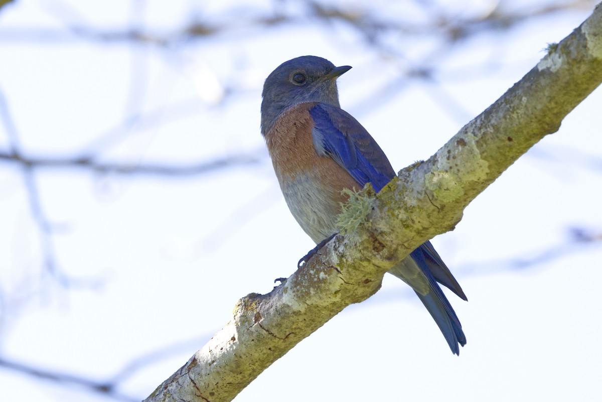 Western Bluebird - ML642992681