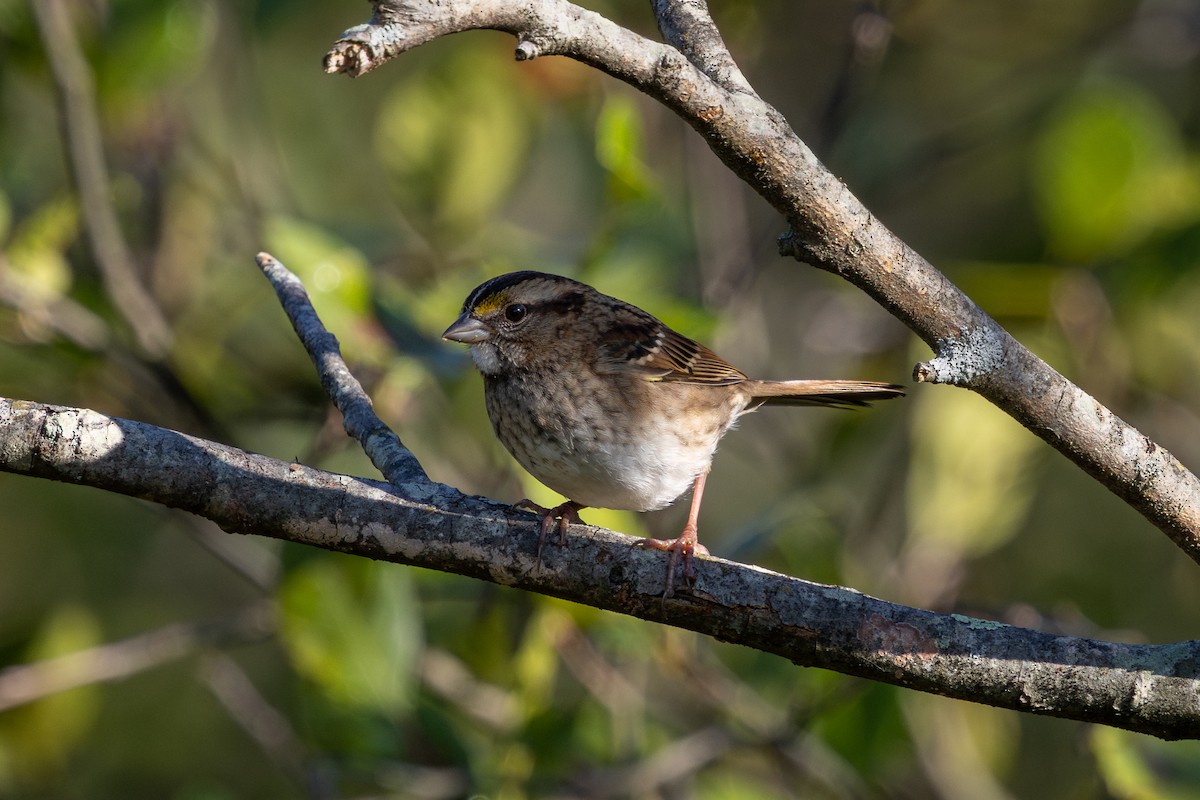 White-throated Sparrow - ML642992682