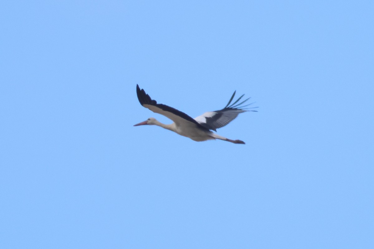 White Stork - ML642992683