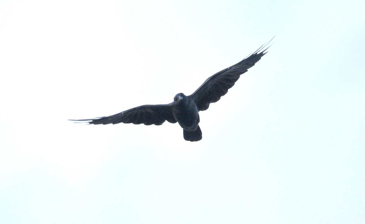 Fish Crow - ML642992685