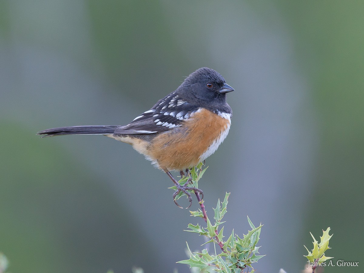 Spotted Towhee - ML642992687