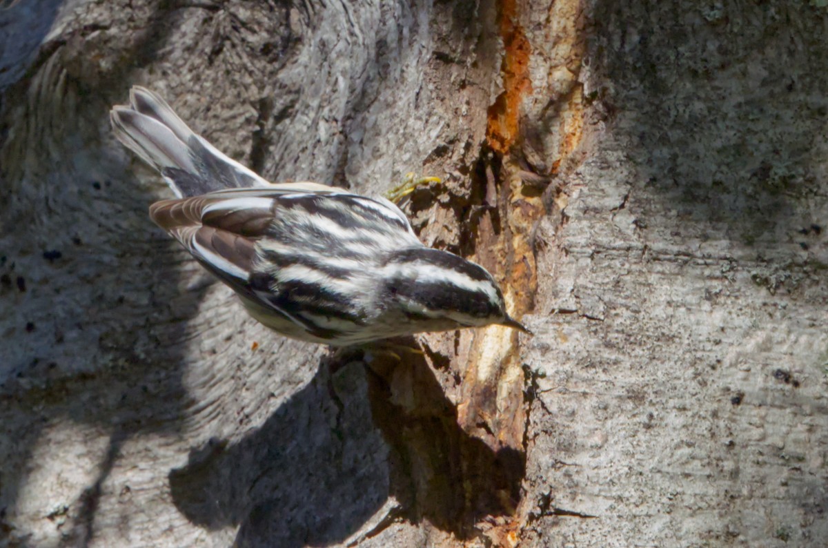 Black-and-white Warbler - ML642992688