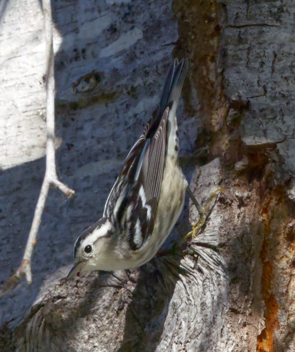 Black-and-white Warbler - ML642992692