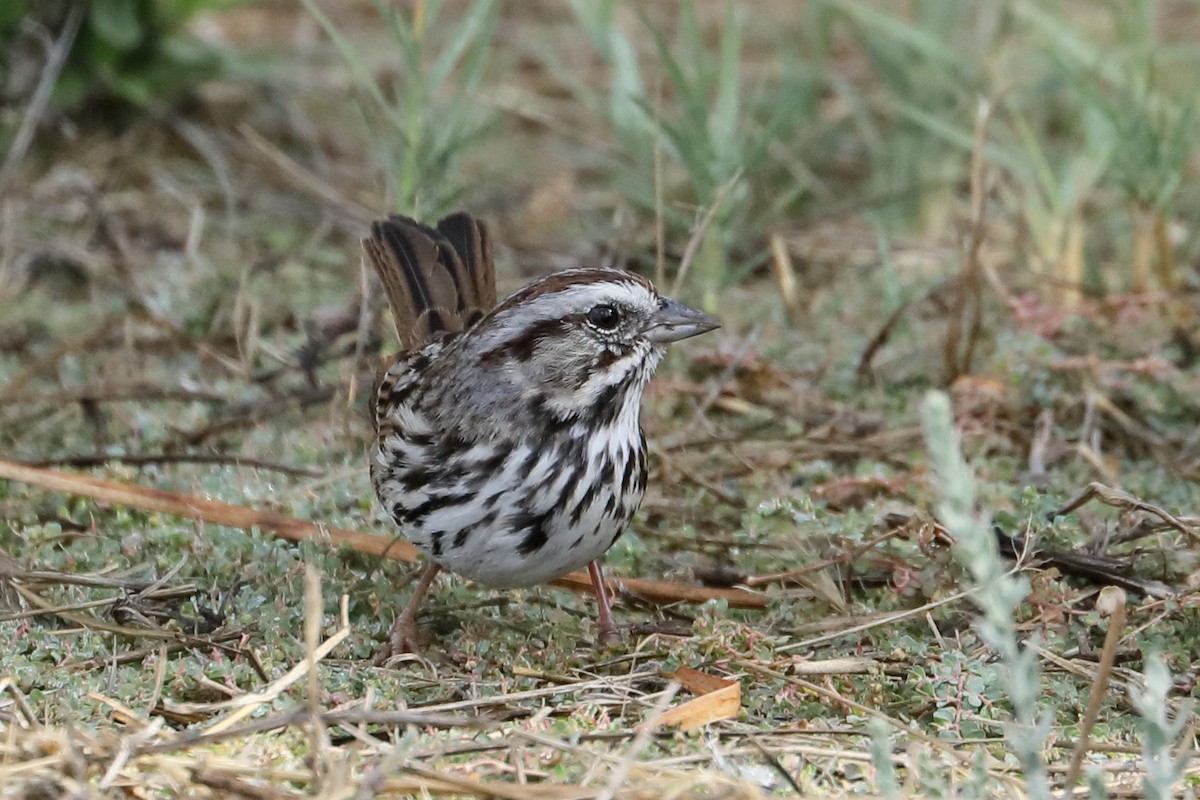 Song Sparrow - ML642992694