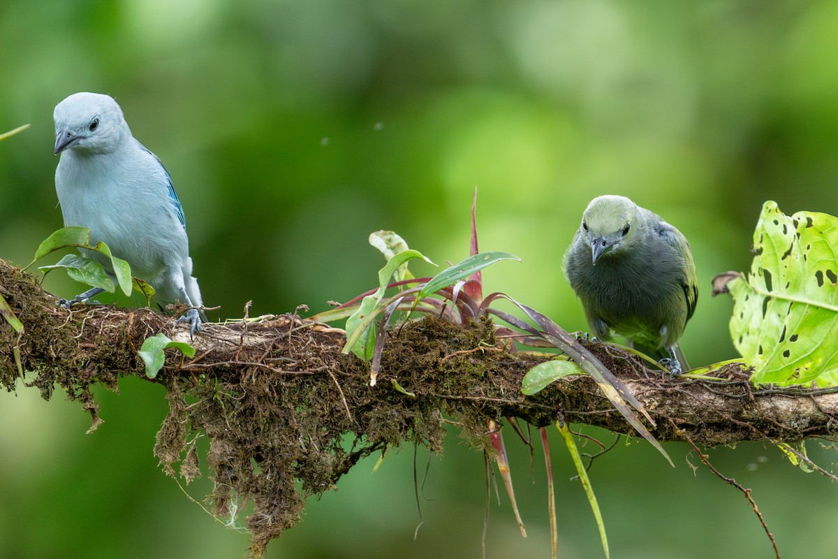 Blue-gray Tanager - ML642992695