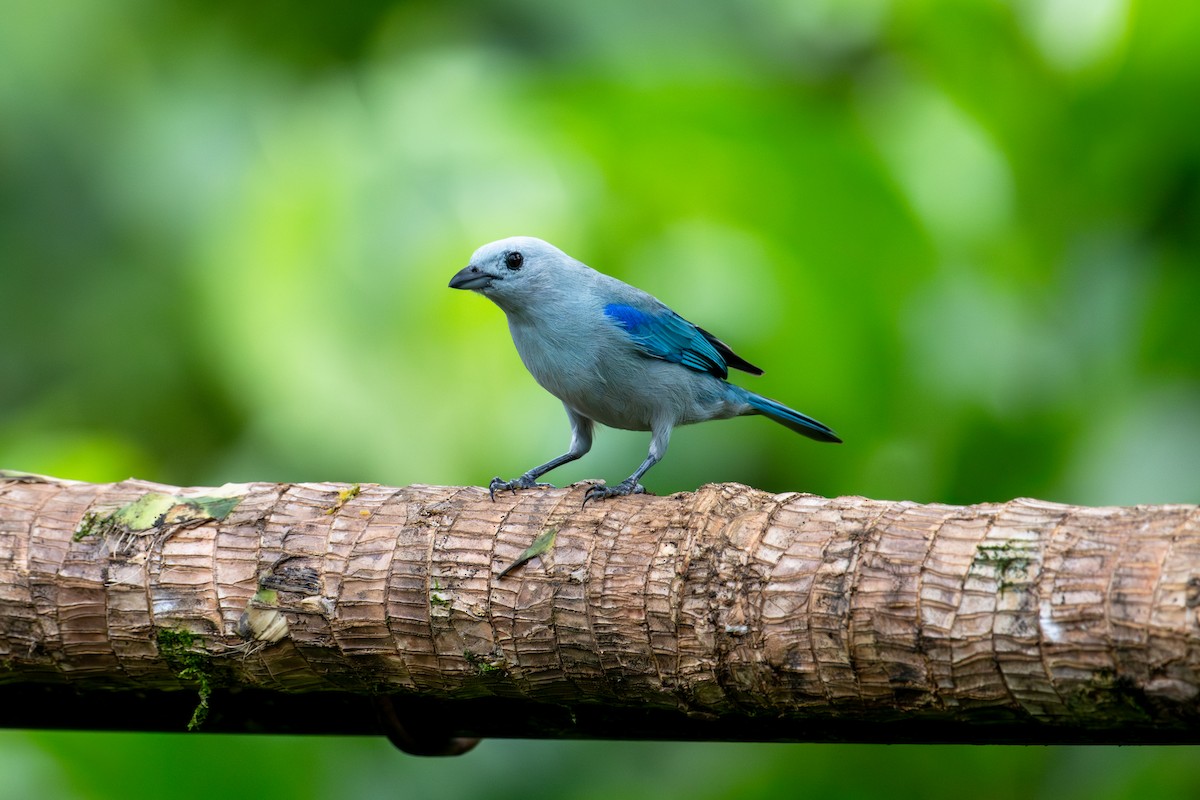 Blue-gray Tanager - ML642992696
