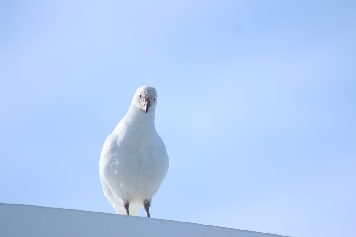 Snowy Sheathbill - ML642992698