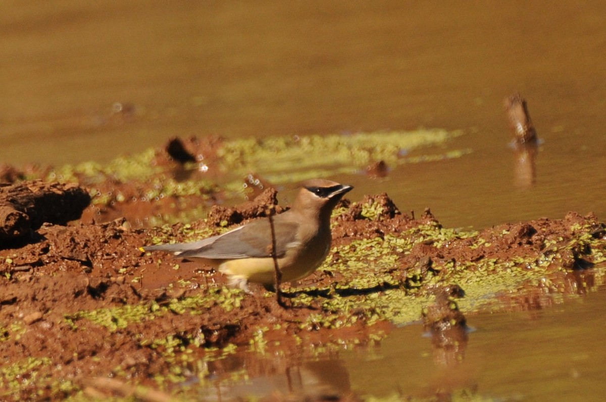 Cedar Waxwing - ML642992699