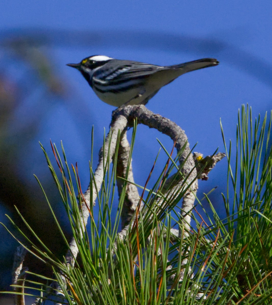Black-throated Gray Warbler - ML642992700
