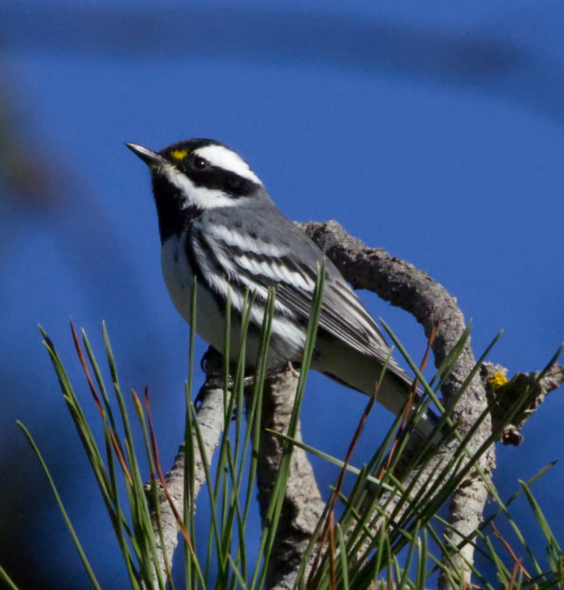 Black-throated Gray Warbler - ML642992702