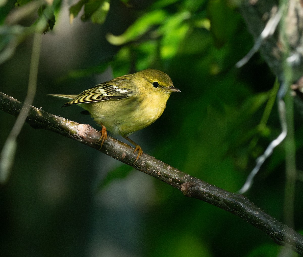 Blackpoll Warbler - ML642992703