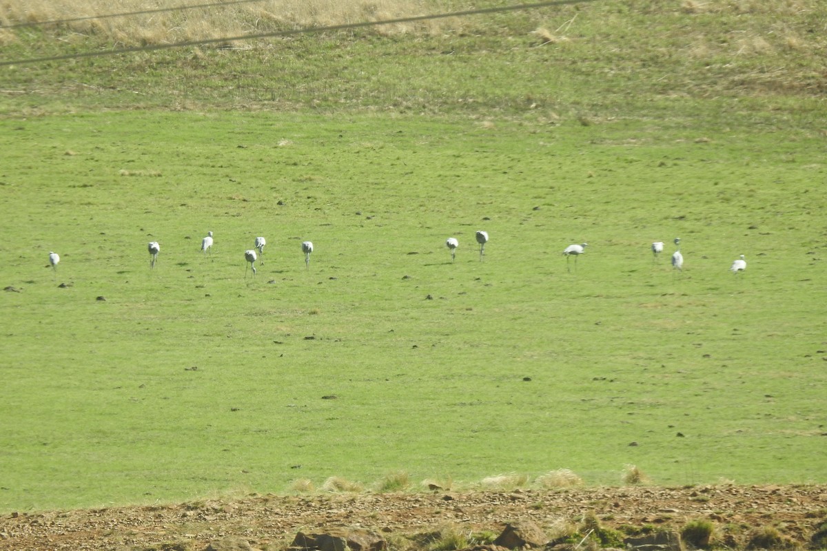 Blue Crane - ML642992706