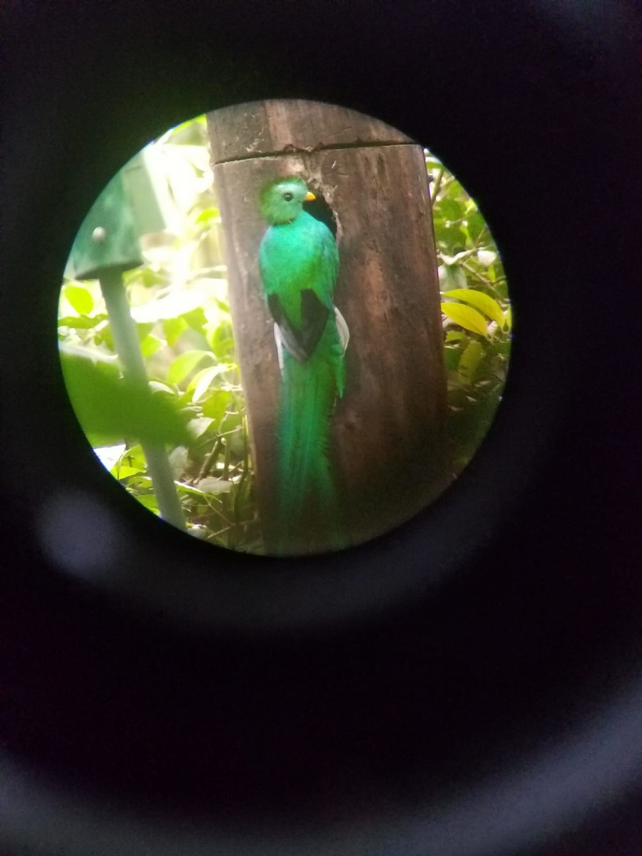 Resplendent Quetzal - ML642992718