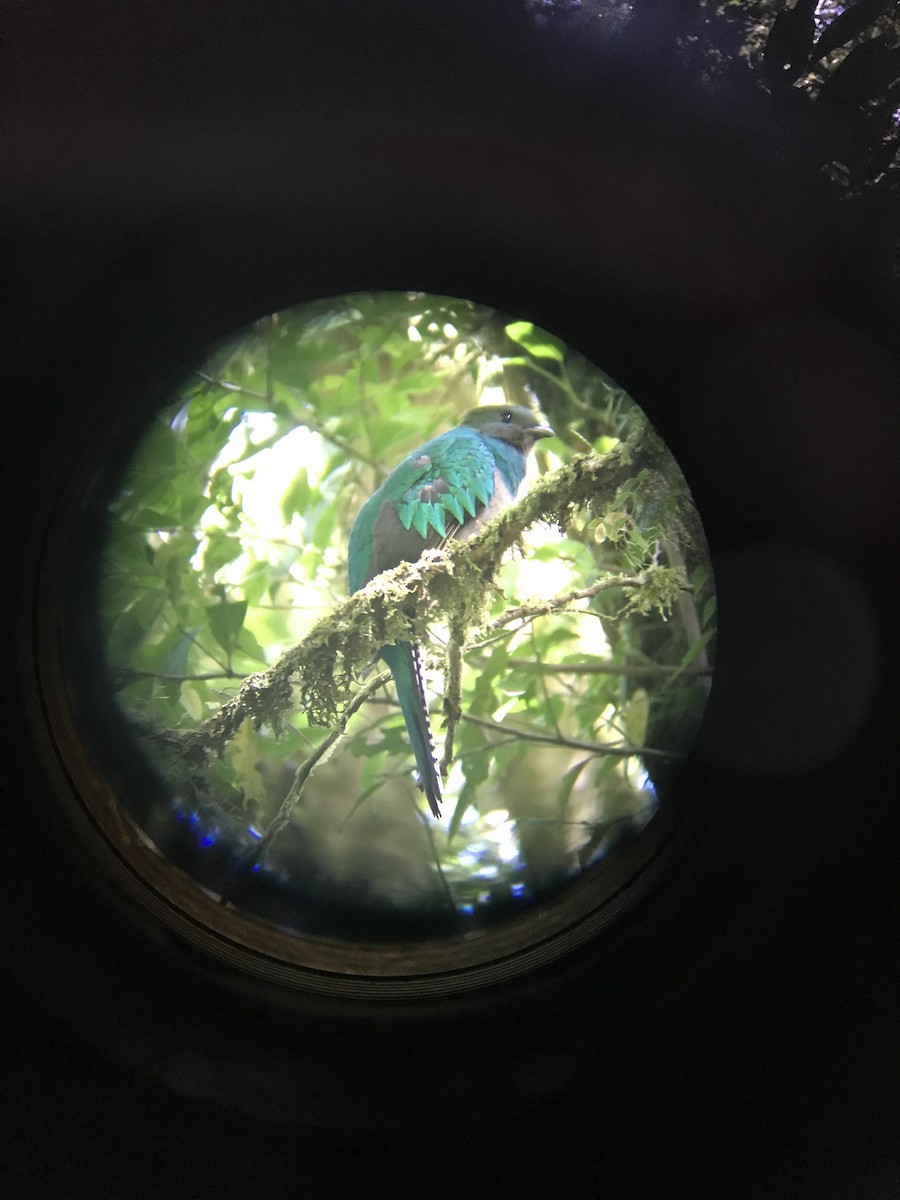 Resplendent Quetzal - ML642992719
