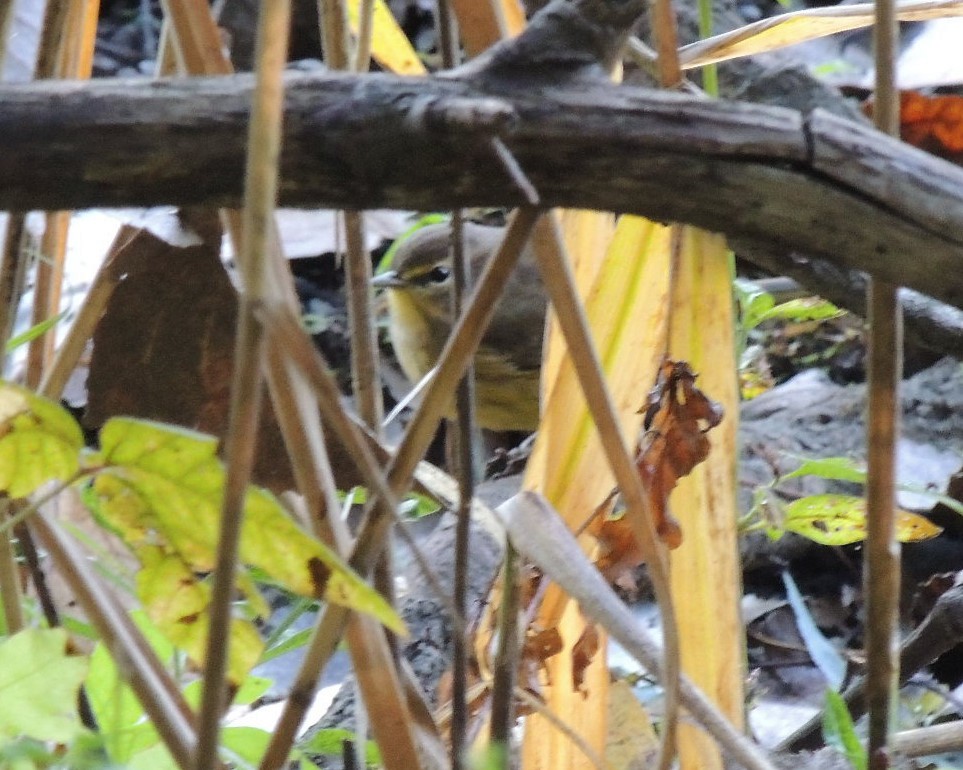 Palm Warbler - ML642992743